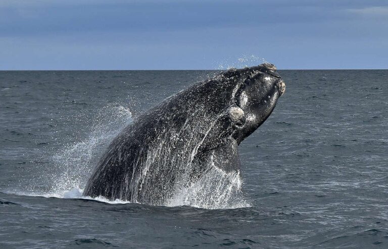 0442e0e5-ballena-franca-austral-1-1024x659