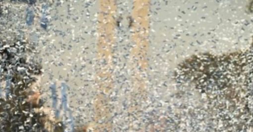 fundacion argentina desarrolla