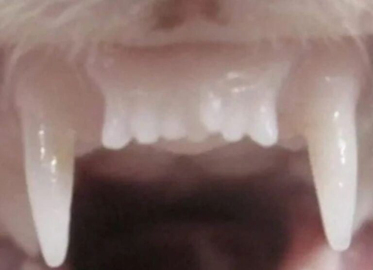 Crecer-dientes-medicamento-1024x742