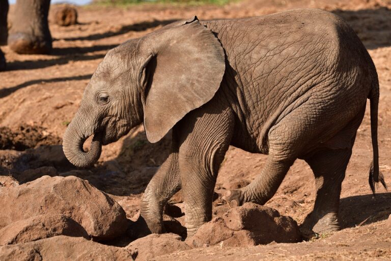 african-elephant-7255077_1280