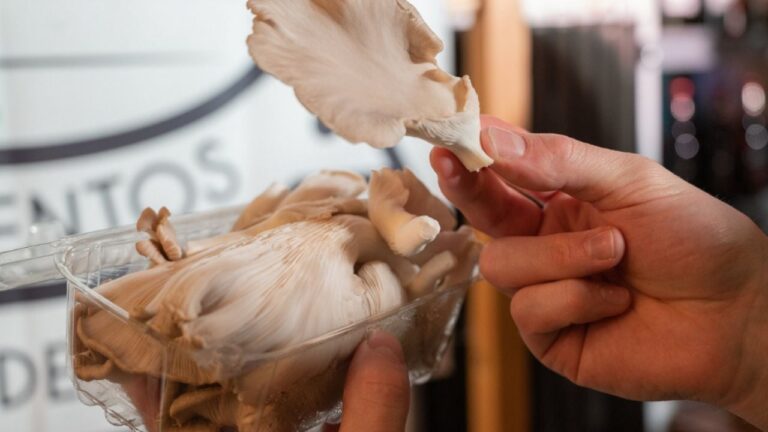 hongos comestibles tierra del fuego