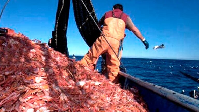 pesca langostino 1