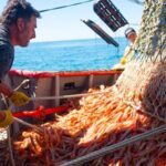 pesca langostino