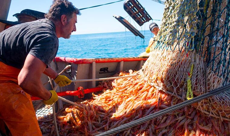 pesca langostino