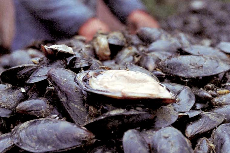 Revista-Puerto-Newsan-pone-un-pie-en-la-maricultura-01