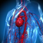 salud cardiovascular