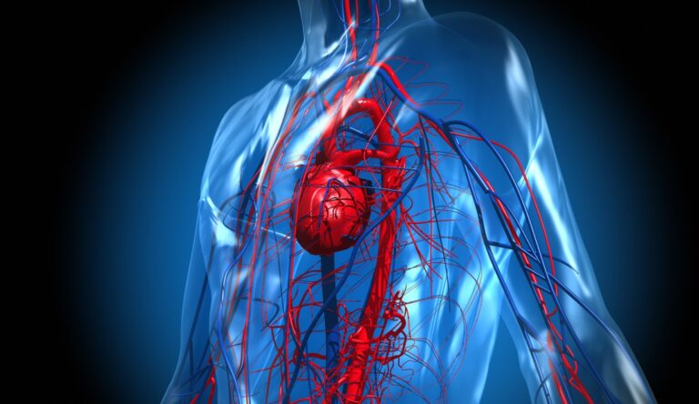 salud cardiovascular