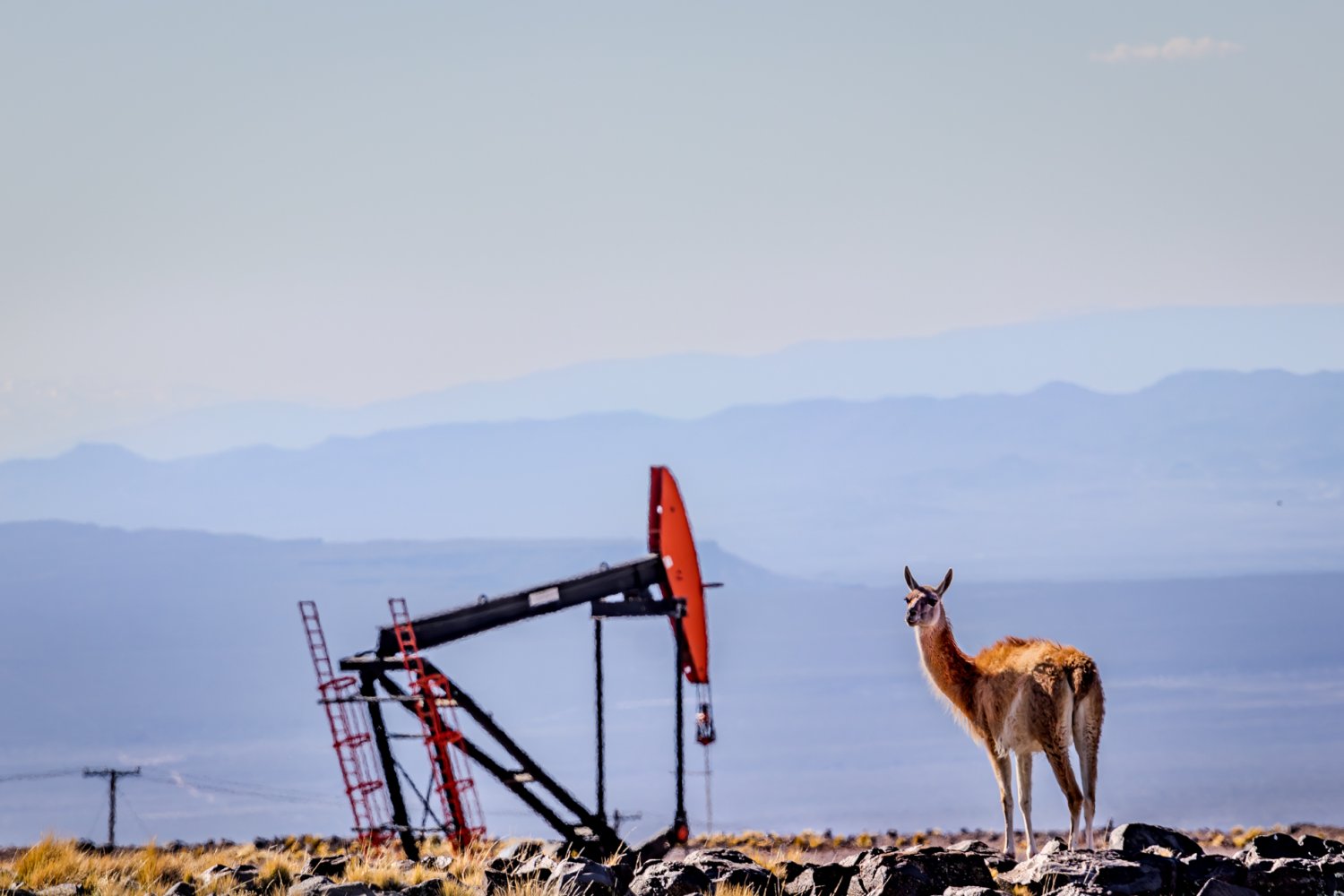 ypf guanaco