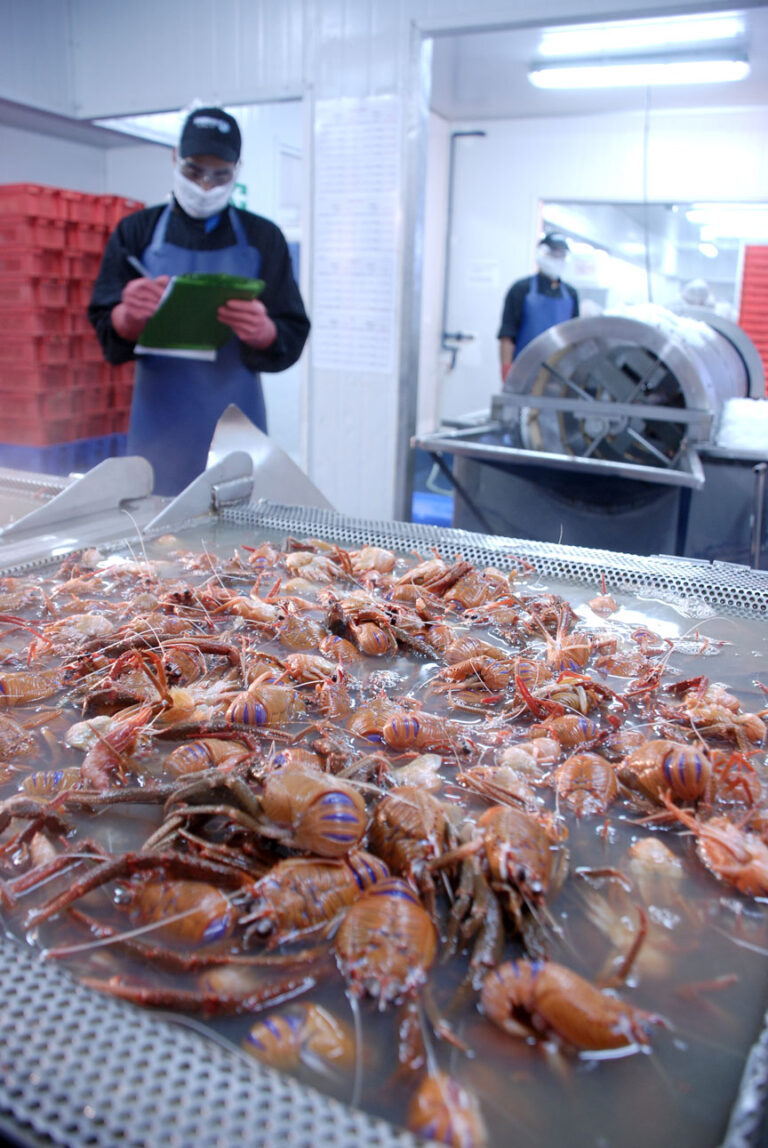 Planta-Langostinos-Sonapesca