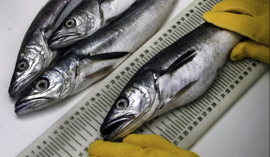 20241018054127_muestreo-merluza-222