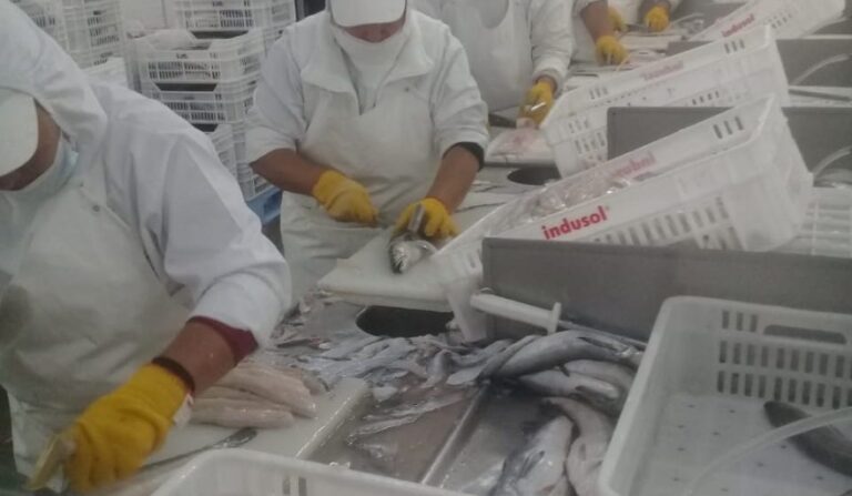 20241029045214_20230314070820-whatsapp-image-2023-03-09-at-11-18-34 pesca merluza