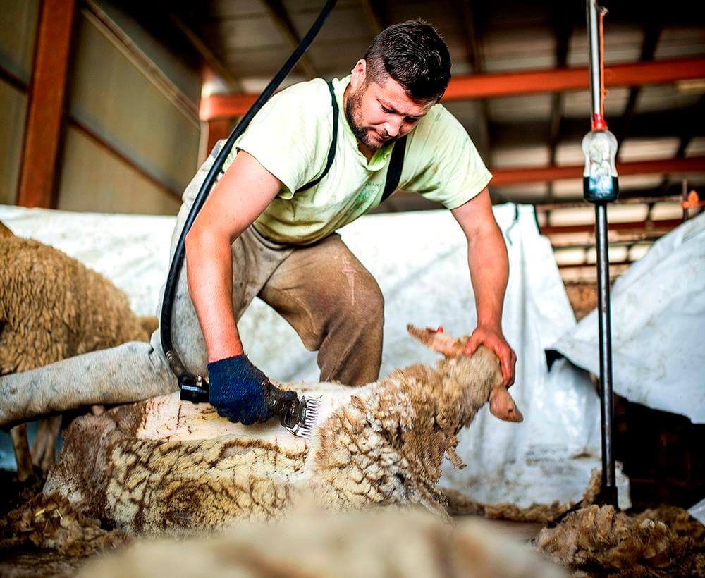 esquila-oveja-dos