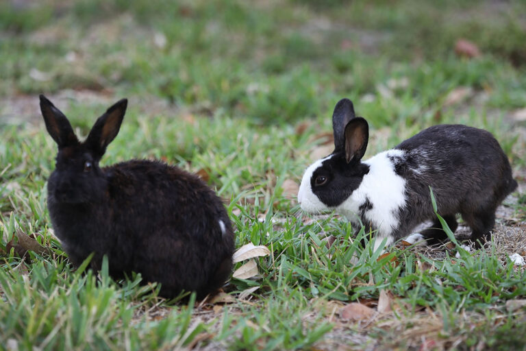 ea4894839b20d1f523b8adabc4036b59_BIG conejos ushuaia