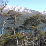bosque-nativo-Nothofagus-betuloides-768x506