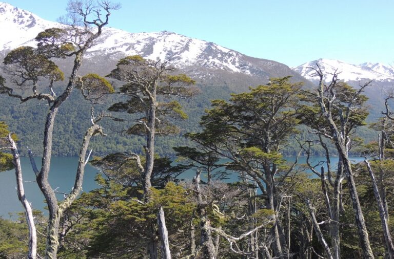 bosque-nativo-Nothofagus-betuloides-768x506