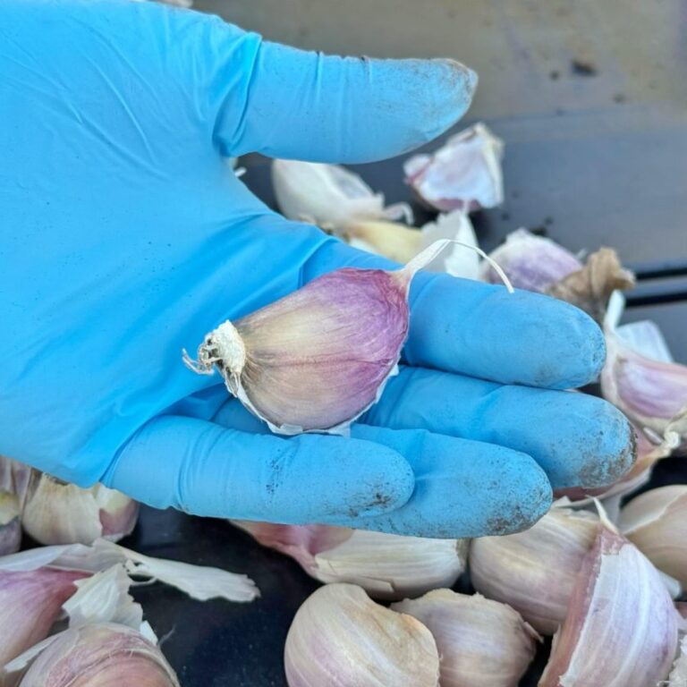 WhatsApp-Image-2025-04-07-at-21.25.46-840x840 ajo rio grande