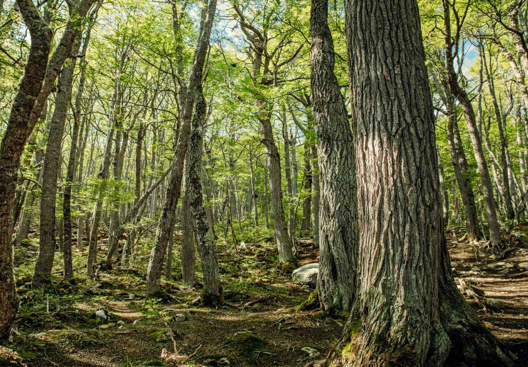 8a536096-7e89-4cd1-9bfd-02b01dd7e40e bosques tierra del fuego