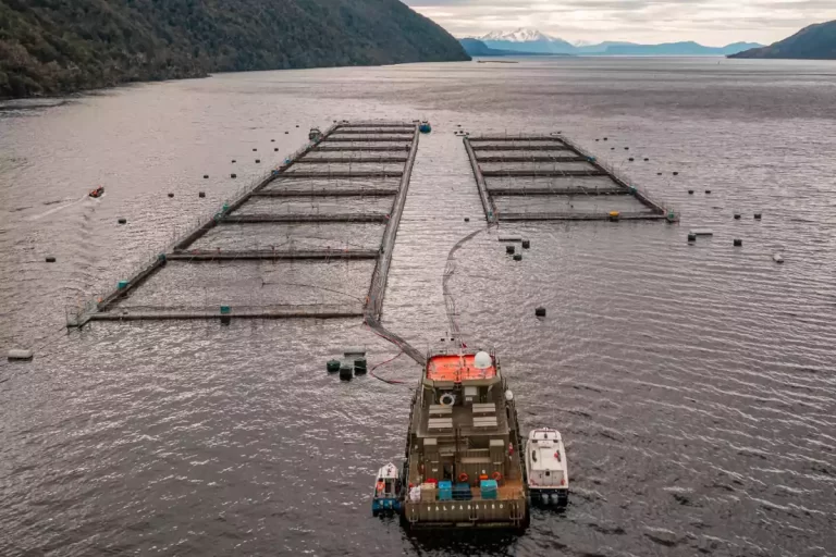 salmoneras1-1_1200_800